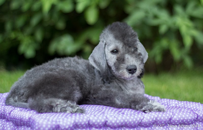 2014-07-03 Cherry-6853.jpg